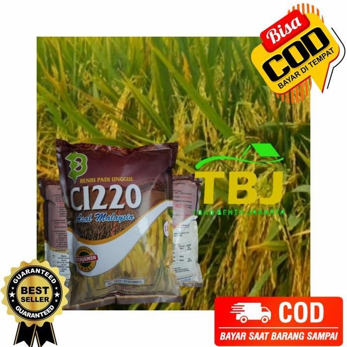 

Terlaris Benih Bibit Padi Cl220 Unggul Berkualitas
