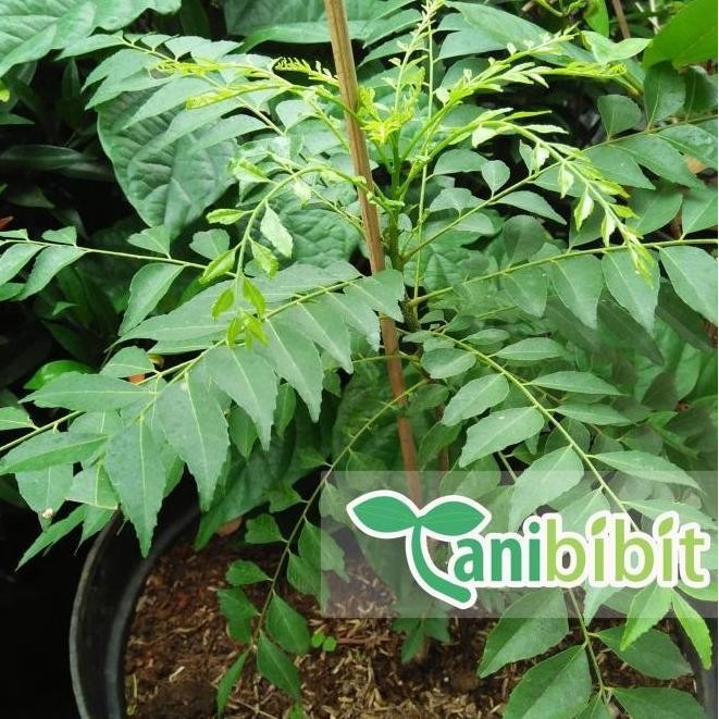 

Terlaris Bibit Tanaman Pohon Salam Koja - Temuru - Daun Kari - 20Cm