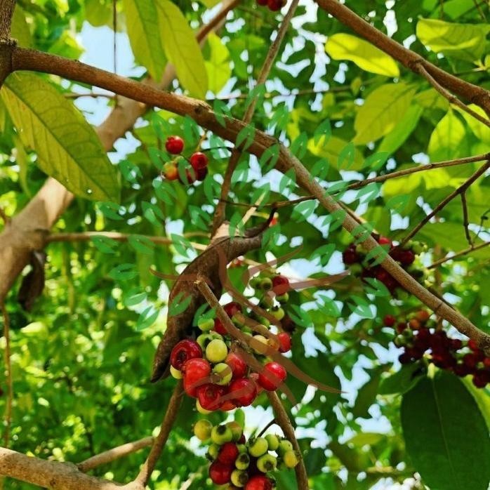 

Terlaris Bibit Tanaman Buah Salam-Bibit Pohon Salam-Daun Salam Bumbu Masak A
