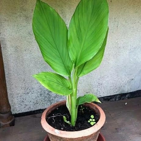 

Terlaris Bibit Tanaman Herbal Pohon Kunyit - Tanaman Kunyit Sayur