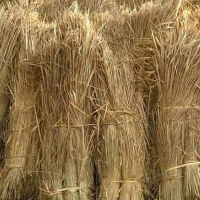 

Terlaris Jerami Padi Kering Per 10Kg - Kerajinan - Media Tenak - Jerami Padi