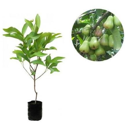 

Terlaris Bibit Jambu Air Madu Deli Hijau, Cepat Berbuah