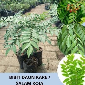 

Terlaris Bibit Daun Kare / Buah Kare / Bibit Kari / Bibit Salam Koja