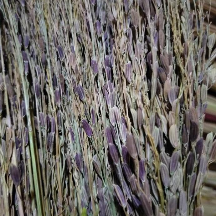 

Terlaris Merang Ketan Hitam Asli (Masih Ada Biji Padi)
