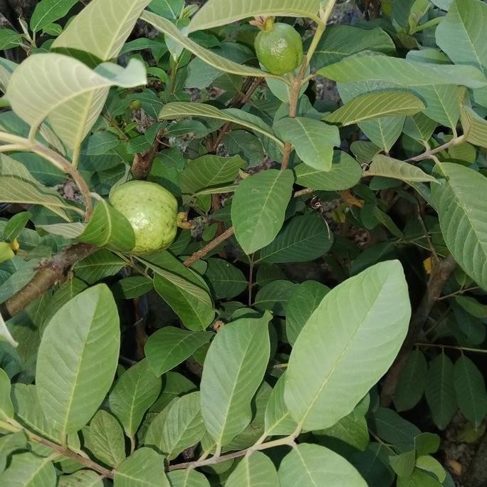 

Terlaris Bibit Jambu Kristal Tanpa Biji