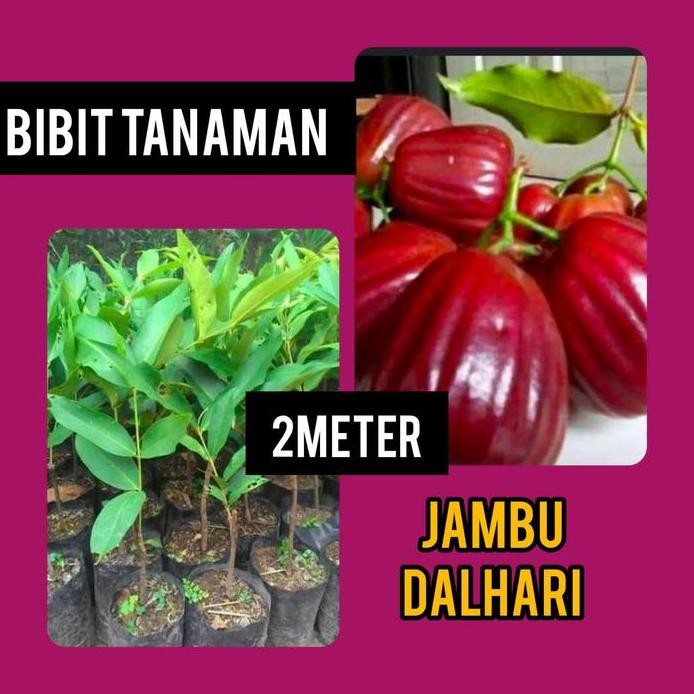

Terlaris Bibit Jambu Dalhari 2 Meter