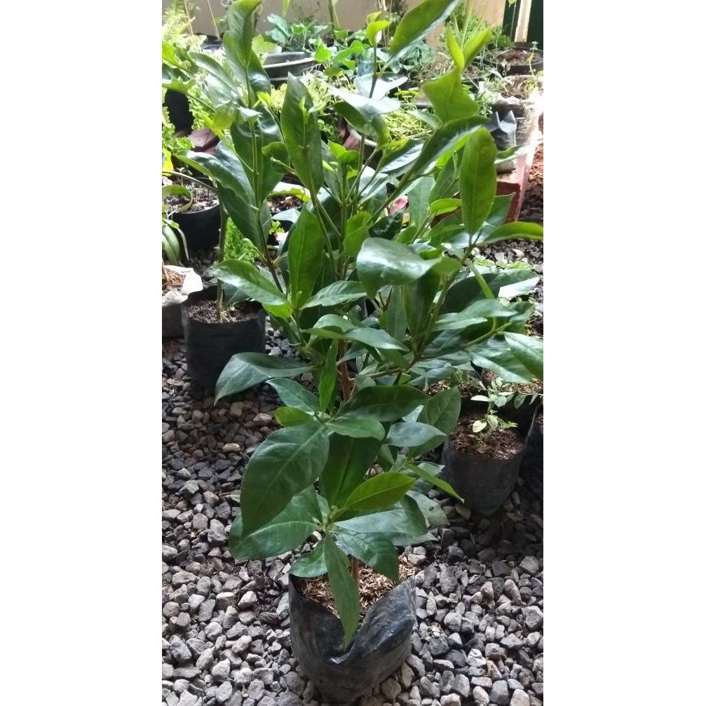 

Terlaris Terjamin Pohon Salam/Tanaman Daun Salam/ Bibit Pohon Salam