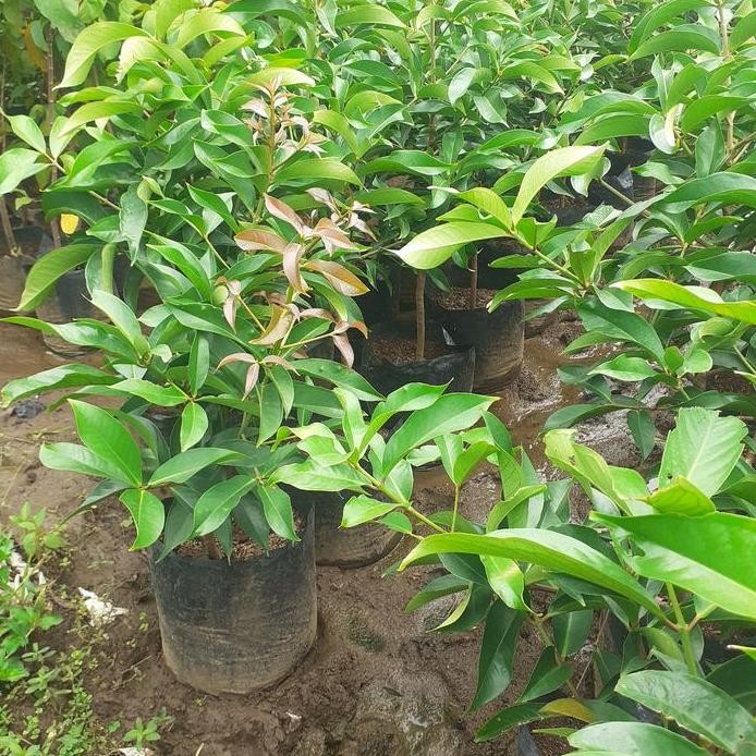 

Terlaris Bibit Jambu Jamaika Cepat Berbuah