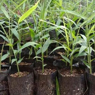 

Terlaris Jual Bibit Jahe Merah/Apotik Hidup/Tanaman Murah