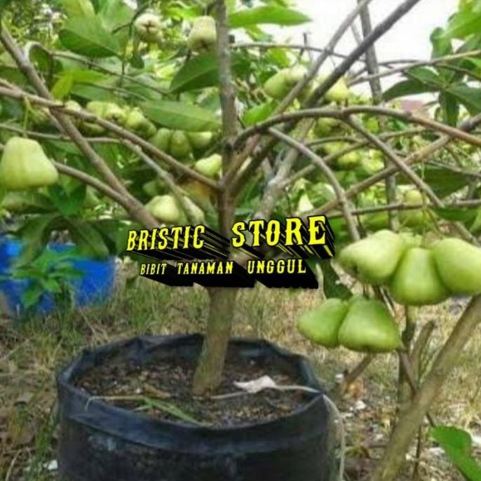 

Terlaris Bibit Jambu Air Cincalo Tebu Genjah Hasil Okulasi Berkualitas
