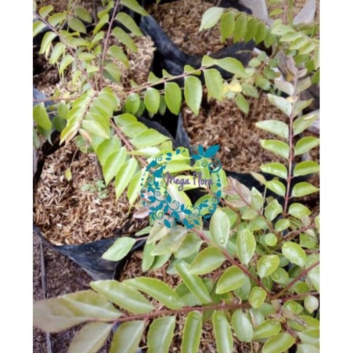 

Terlaris Daun Salam Koja Daun Kari Bibit Tanaman Herb Herbal Bumb Satsgu 7766Tu