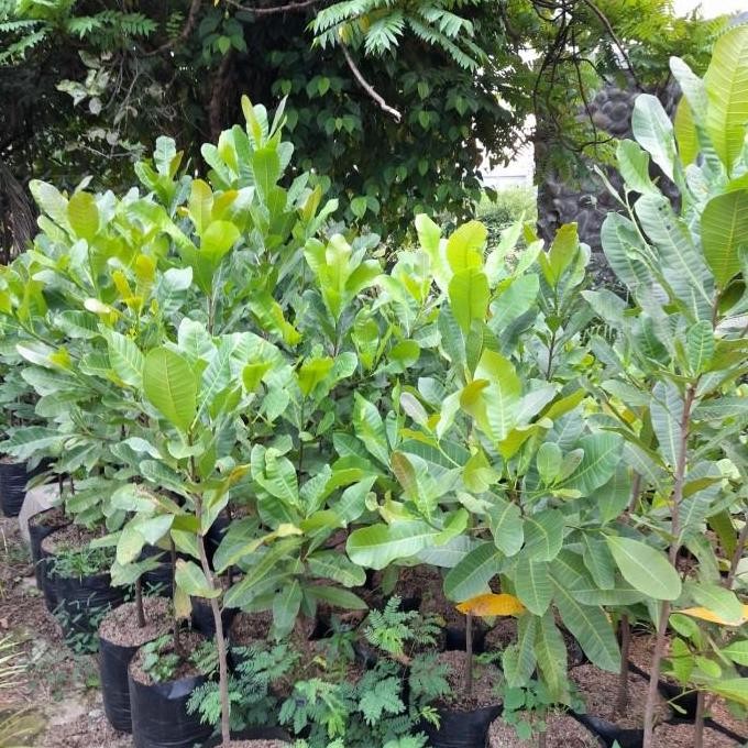 

Terlaris Bibit Jambu Mete - Pohon Jambu Mede Tinggi 50-70Cm