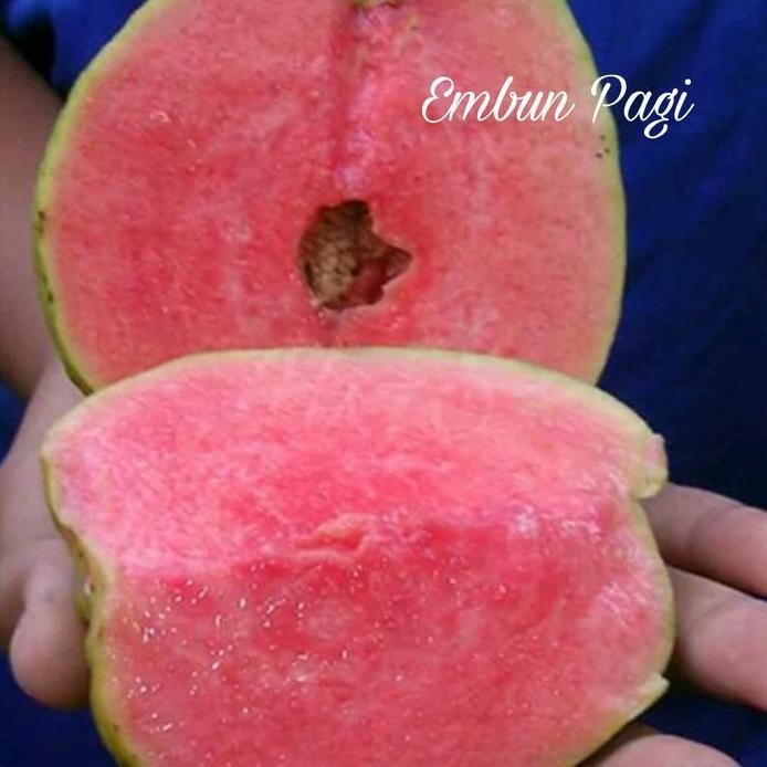

Terlaris Bibit Jambu Biji Sukun Merah