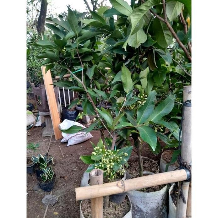 

Terlaris Bibit Tanaman Buah Jambu Deli Madu Hijau Sudah Berbuah Berbunga