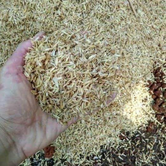 

Terlaris Sekam Mentah Sekam Padi Karungan