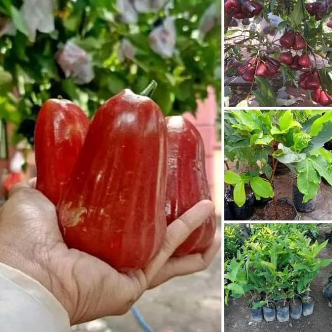 

Terlaris Bibit Jambu Air Madu Deli Merah Valid Okulasi Cepat Berbuah Murah