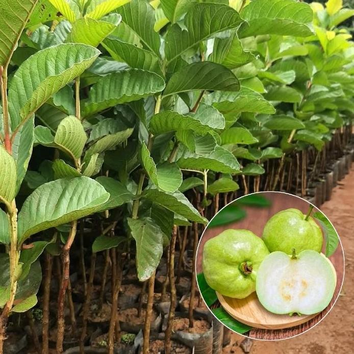 

Terlaris Bibit Benih Jambu Kristal Super Cepat Berbuah