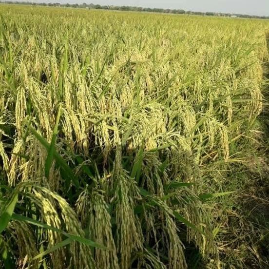 

Terlaris Bibit Padi Inpari 32 Benih