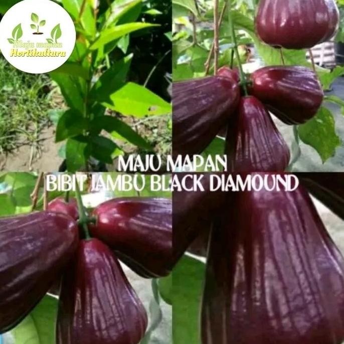 

Terlaris Bibit Jambu Air Black Diamond Besar