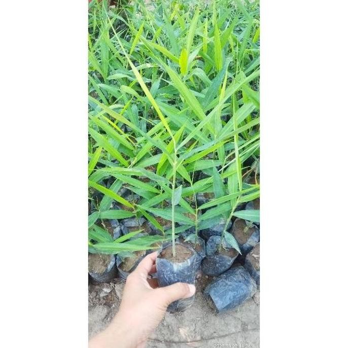 

Terlaris Promo Bibit Jahe Merah Siap Tanam (Beli 5 Gratis 1)