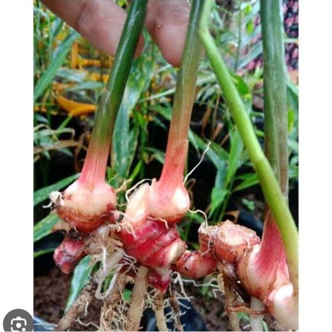 

Terlaris Bibit Jahe Merah Super 1 Batang - Tanaman