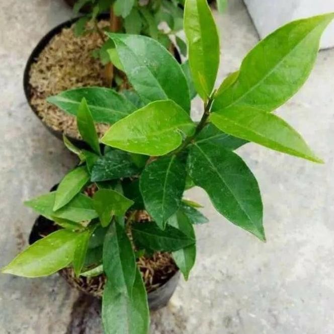 

Terlaris Bibit Tanaman Daun Salam Pohon Salam Tanaman Rempah Sayur Bumbu Masak