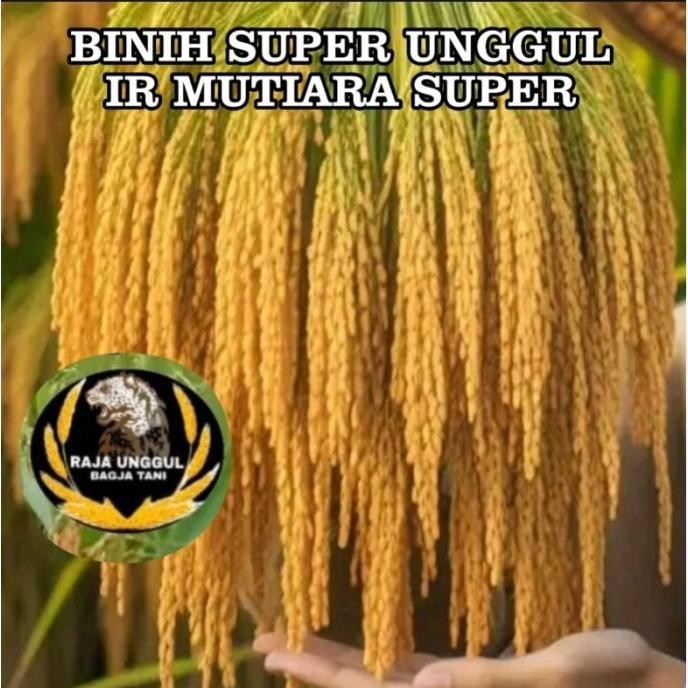 

Terlaris Terlaris!! Benih Bibit Padi Ir Mutiara Super 10Kg Best Seller