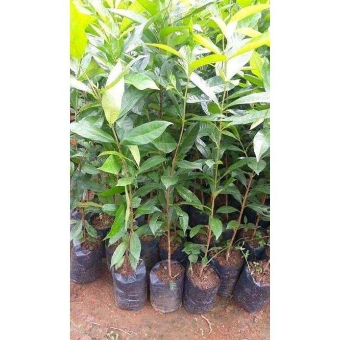 

Terlaris Bibit Daun Salam Super Unggul (Beli 10 Gratis 1)