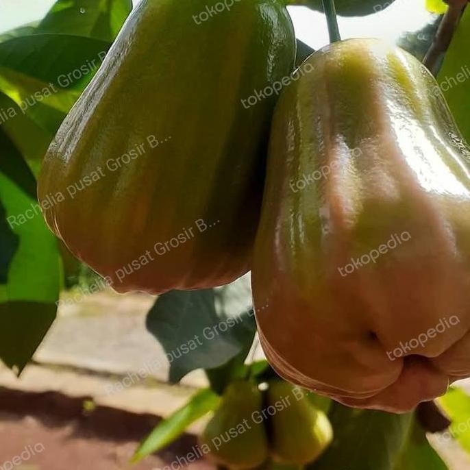 

Terlaris Bibit Jambu Air Gajah Lampung Terlaris