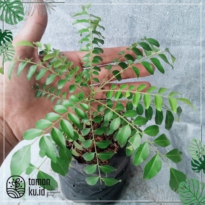 

Terlaris " Bibit Tanaman Daun Kari / Salam Koja / Daun Kare Bumbu Dapur