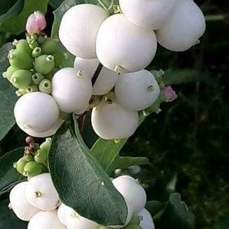 

Terlaris Bibit Jambu Air Nasi Unggul
