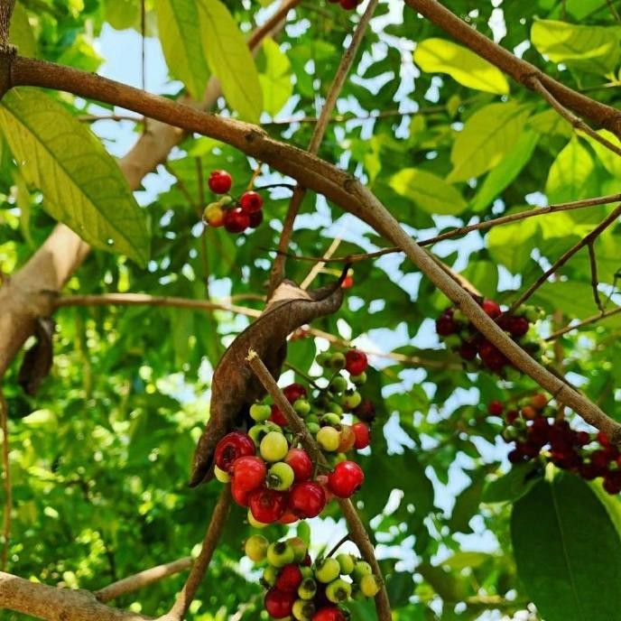 

Terlaris Bibit Tanaman Buah Salam-Bibit Pohon Daun Salam Super Murah Dd80