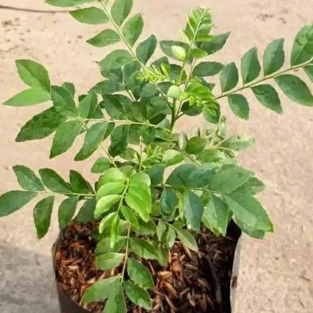 

Terlaris Bibit Pohon Salam Koja - Tanaman Herbal - Daun Kari