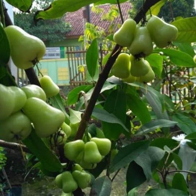

Terlaris Bibit Tanaman Buah Jambu Air Madu Deli Hijau