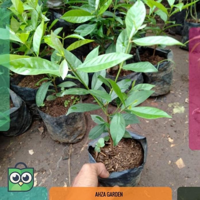 

Terlaris Bibit Tanaman Daun Salam Daun Rempah Terlaris Elegan