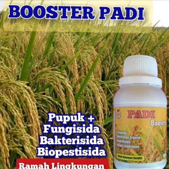 

Terlaris Booster Padi,Pelebat Bunga Dan Buah Padi,Penghilang Hama Cabuk,Walangsangit,Serangga,Mencegah Wereng