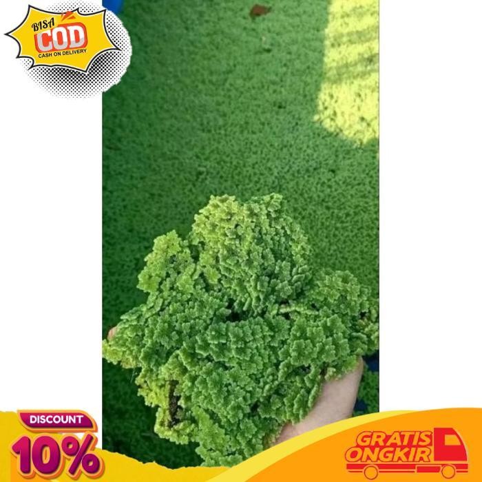 

TODAY (1KG) INDUKAN AZOLLA AZOLA SUPER BERGARANSI MAJELA CITRA