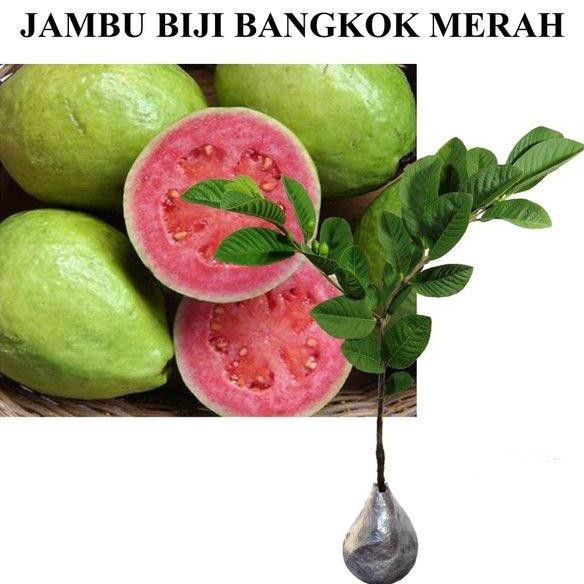 

Terlaris Bibit Tanaman Buah Jambu Biji Bangkok