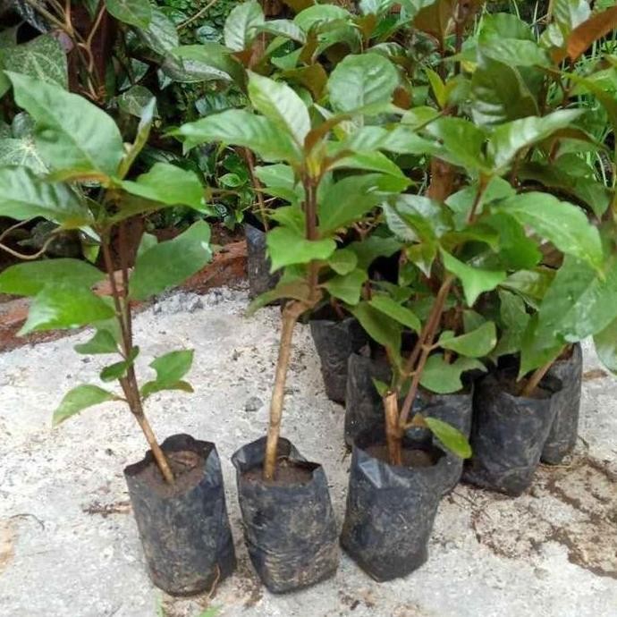 

Terlaris Bibit Pohon Handelem - Handeleum - Tanaman Daun Ungu - Obat Herbal