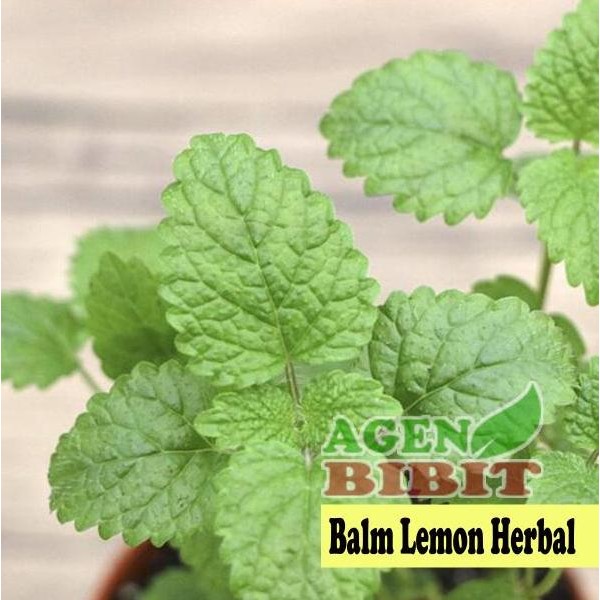 

Terlaris Bibit Tanaman Lemon Balm - Pohon Melissa - Daun Balm Lemon Obat Herbal