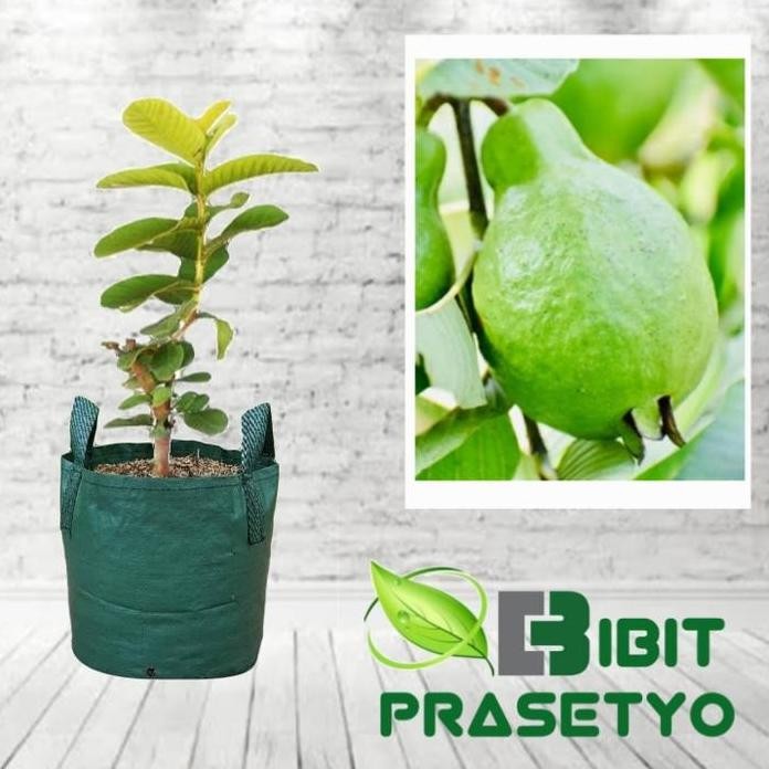 

Terlaris Bibit Tanaman Jambu Pir / Pear