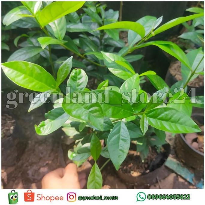 

Terlaris Bibit Pohon Salam - Bayleaf - Daun Salam - Bibit Tanaman