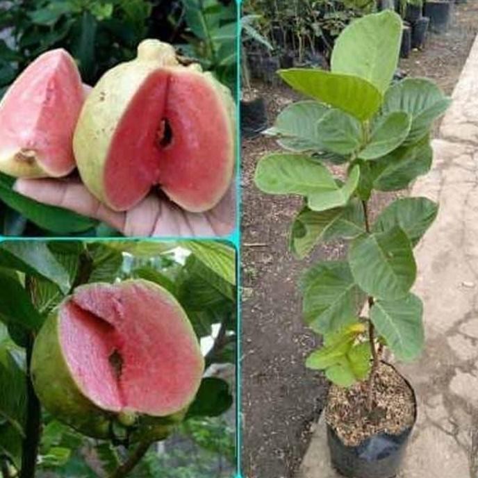 

Terlaris Bibit Jambu Kristal Merah Super Laris