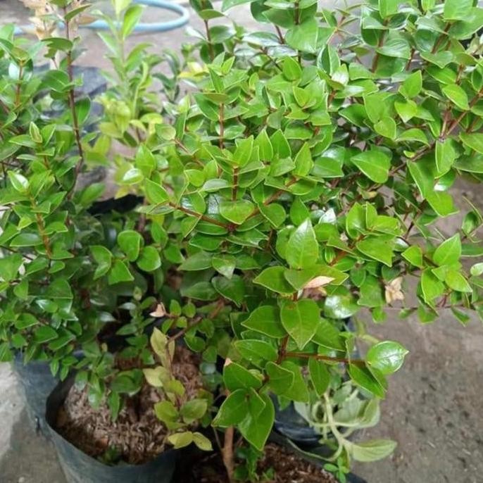 

Terlaris Bibit Jambu Air Nasi Unggul