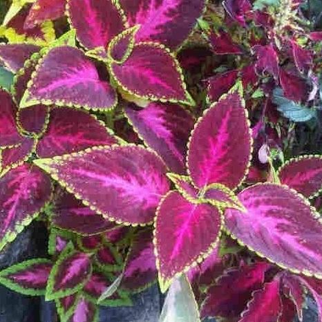 

Terlaris Tanaman Hias Herbal Myana/Myana Herbal Murah