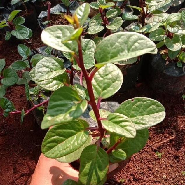 

Terlaris Tanaman Herbal | Pohon Binahong