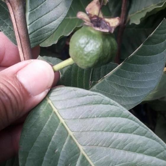 

Terlaris Bibit Jambu Kristal Kondisi Beruah/Berbunga