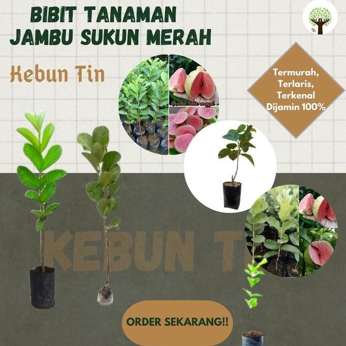 

Terlaris Bibit Tanaman Pohon Jambu Sukun Hasil Okulasi/Cangkok Jaminan Asli