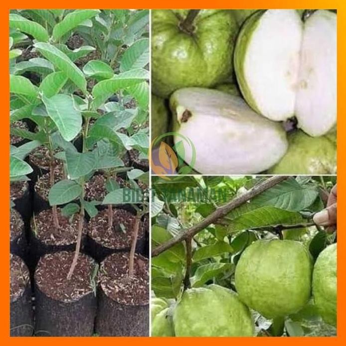 

Terlaris Bibit Jambu Kristal Non Biji