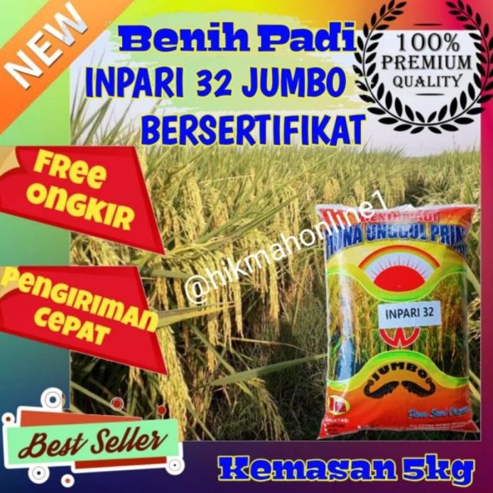

Terlaris Benih Padi Inpari 32 Jumbo Bersertifikat Label Ungu Kemasan 5Kg